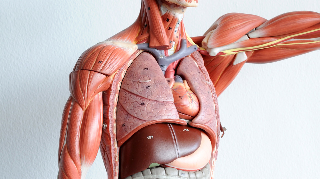 Tissue Types- What is inside us?