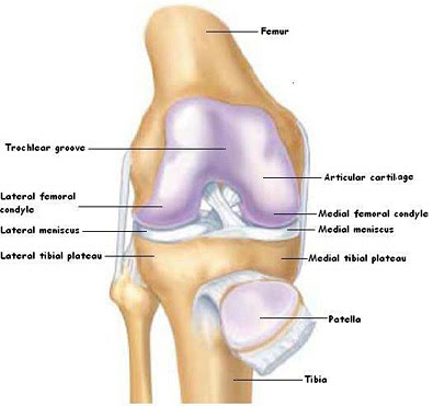 cartilage1-kneeanat.jpg