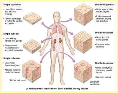 types_of_epithelial_tissue.jpg