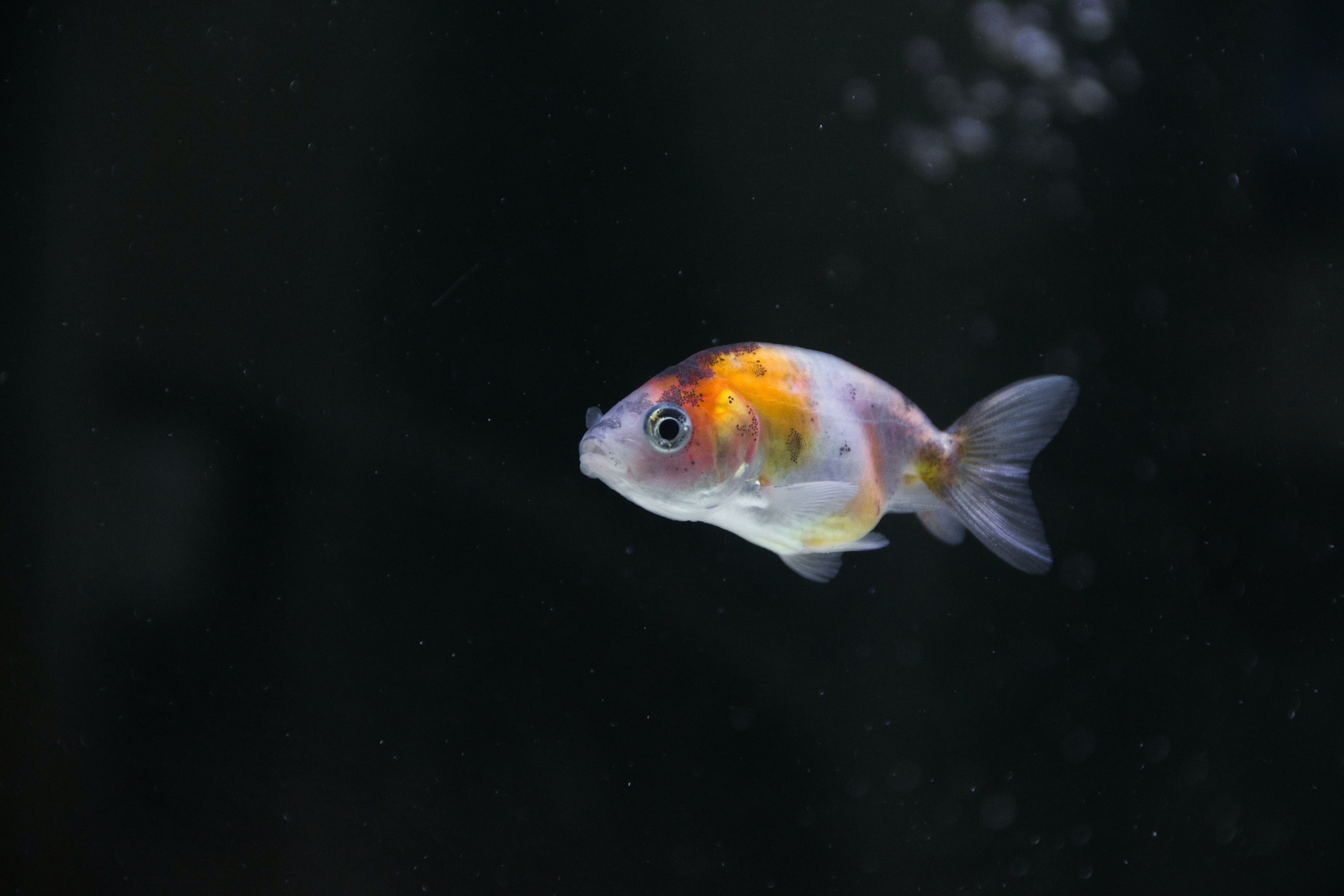 Mastering the aquarium: taking care the Ranchu goldfish
