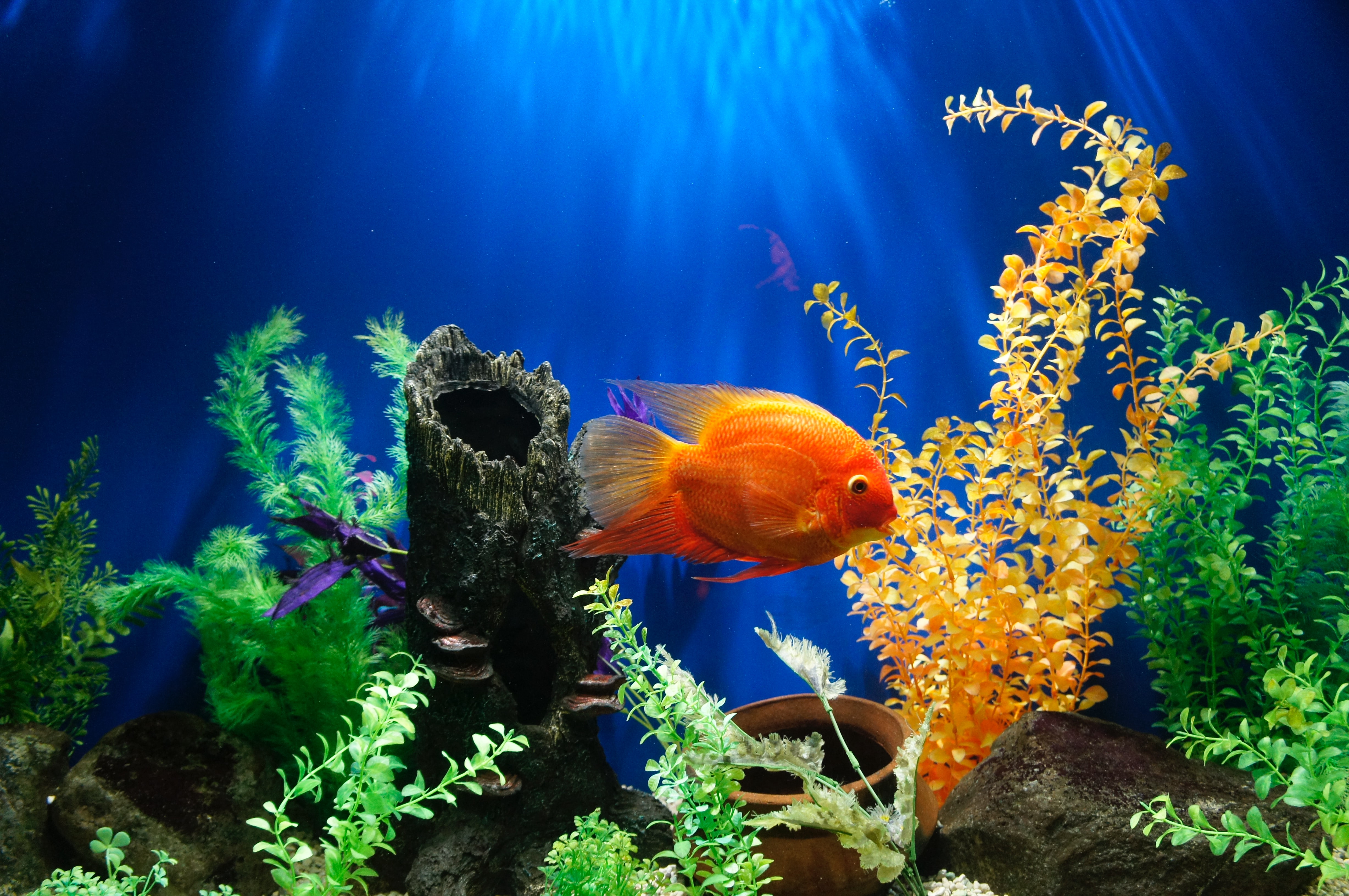 Understanding the aquarium: why you should stay freshwater?