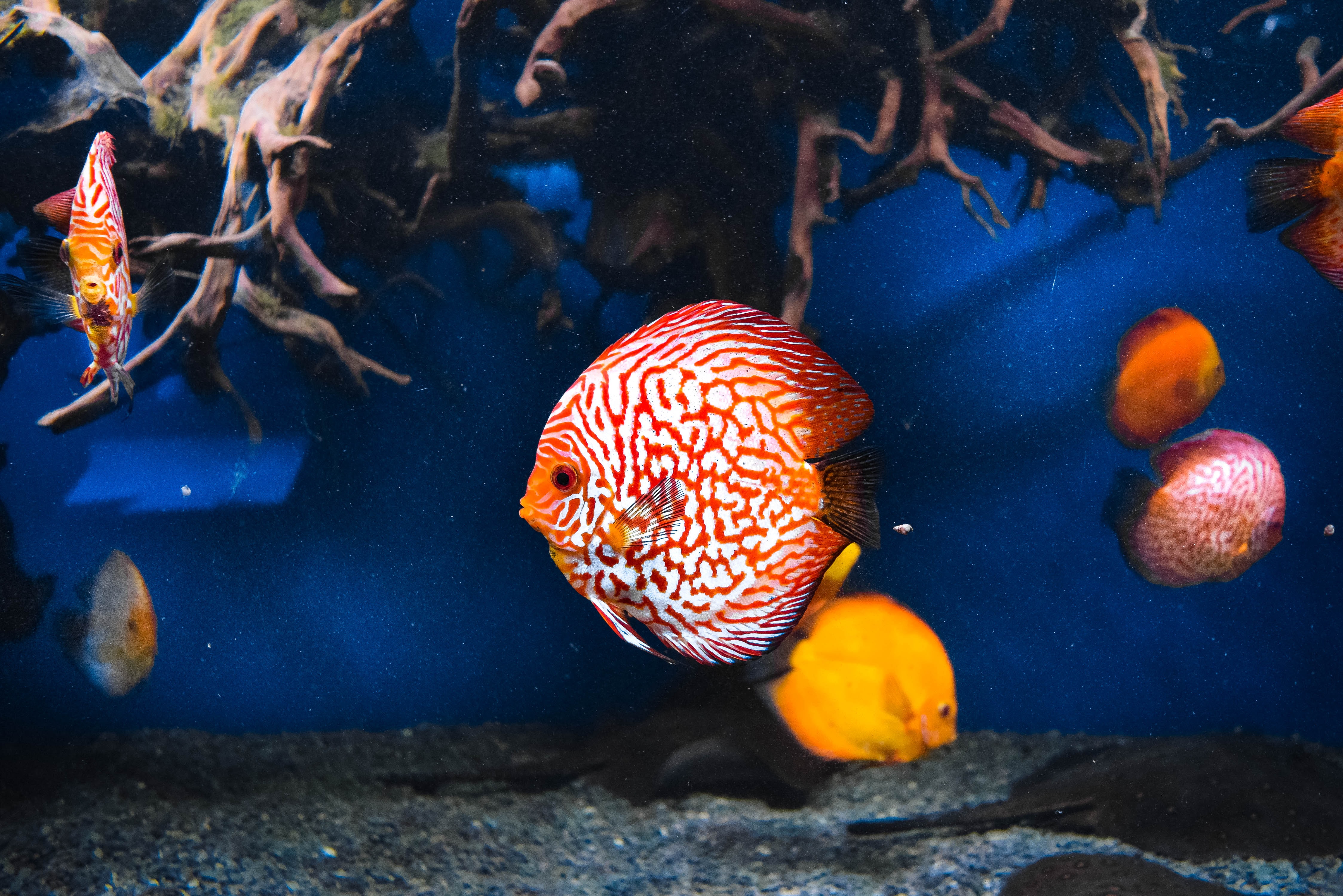 Understanding the aquarium: how to avoid overfeeding?