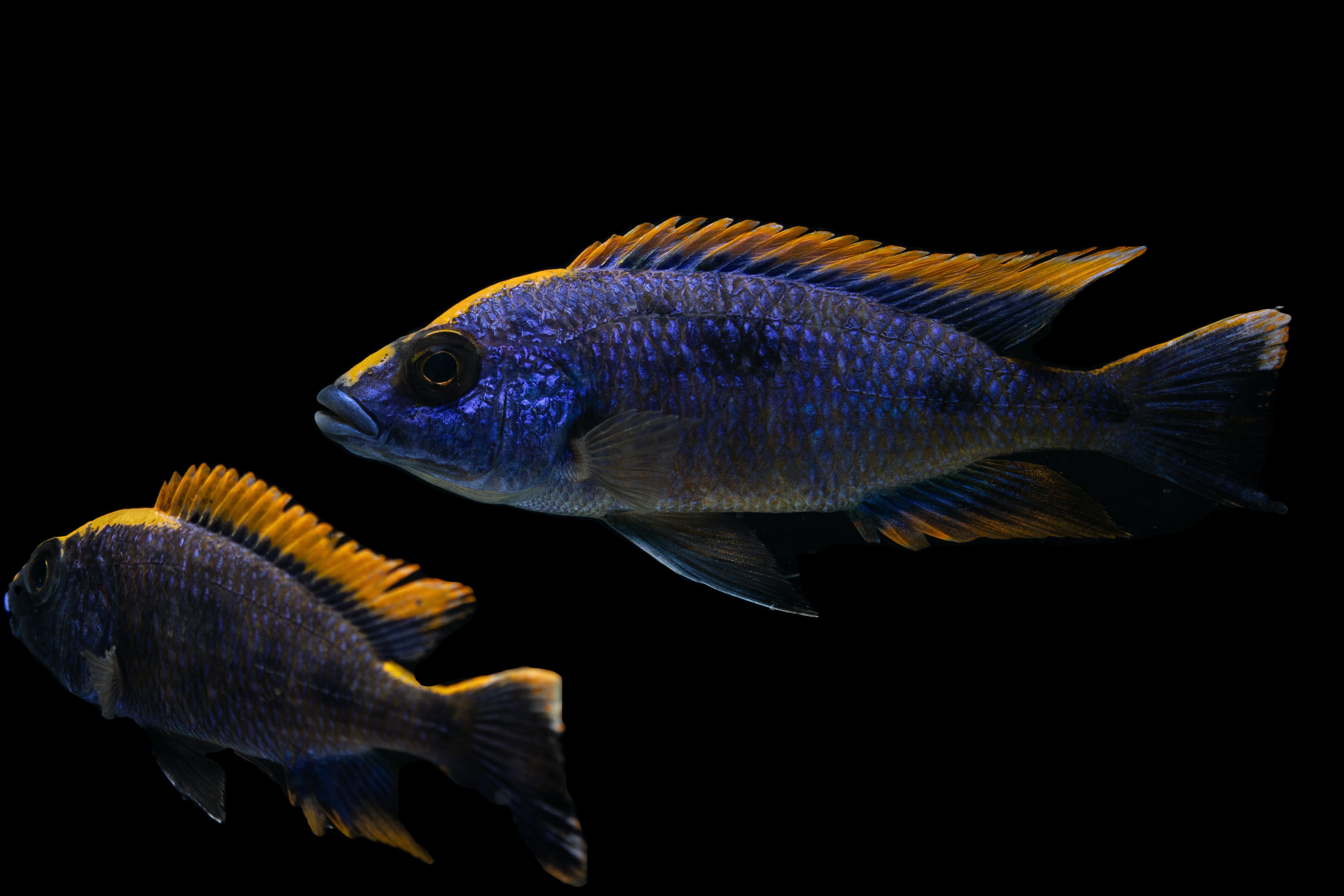 Mastering the aquarium: 5 tips on keeping African Cichlids